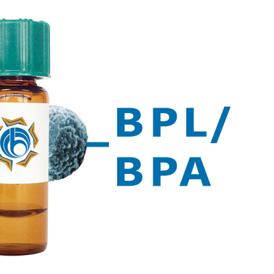 Bauhinia purpurea Lectin (BPL/BPA) - MagneZoom™