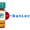 Musa paradisiaca Lectin (BanLec) - Cy3