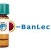 Musa paradisiaca Lectin (BanLec) - Colloidal Gold
