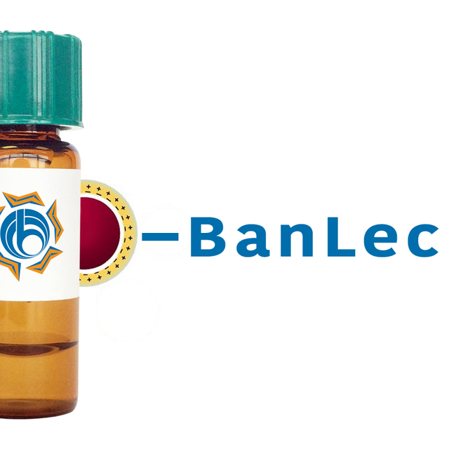 Musa paradisiaca Lectin (BanLec) - Colloidal Gold