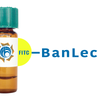 Musa paradisiaca Lectin (BanLec) - FITC (Fluorescein)