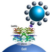 bioSORT Biotinylated Rabbit Anti-Goat IgG  MagneZoom&trade; Kit