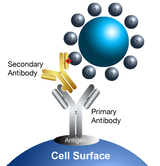 bioSORT Biotinylated Sheep Anti-Mouse IgG MagneZoom™ Kit