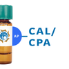 Cicer arietinum Lectin (CAL/CPA) - AP (Alkaline Phosphatase)