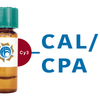 Cicer arietinum Lectin (CAL/CPA) - Cy3
