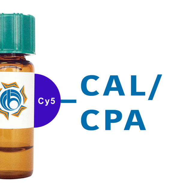 Cicer arietinum Lectin (CAL/CPA) - Cy5