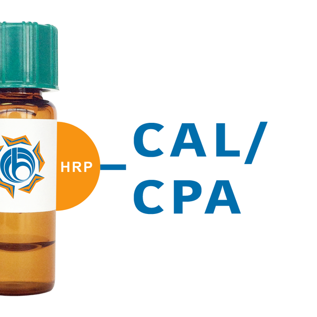 Cicer arietinum Lectin (CAL/CPA) - HRP (Horseradish Peroxidase)