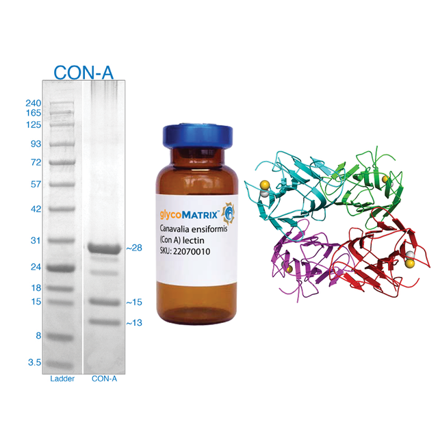 Concanavalin A Lectin (Con A) - Pure