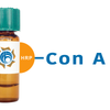 Concanavalin A Lectin (Con A) - HRP (Horseradish Peroxidase)