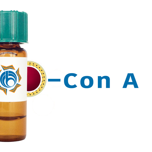 Concanavalin A Lectin (Con A) - Colloidal Gold