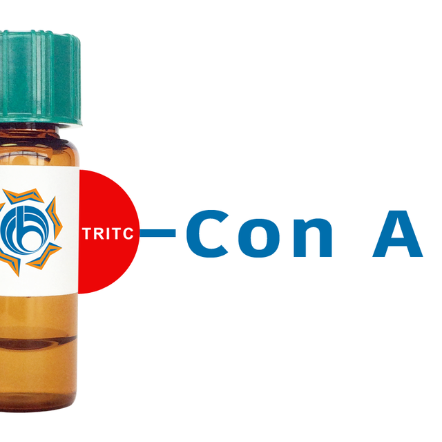 Concanavalin A Lectin (Con A) - TRITC (Rhodamine)