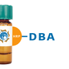 Dolichos biflorus Lectin (DBA) - HRP (Horseradish Peroxidase)