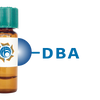 Dolichos biflorus Lectin (DBA) - Separopore&reg; 4B