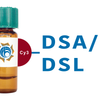 Datura stramonium Lectin (DSA/DSL) - Cy3