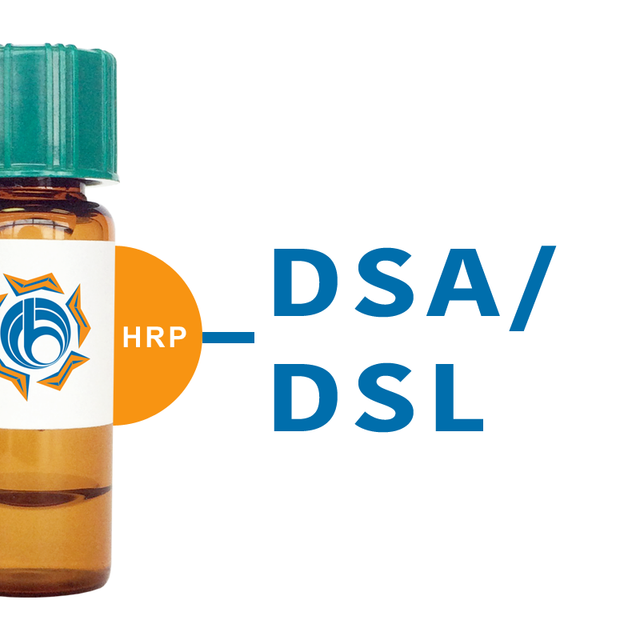 Datura stramonium Lectin (DSA/DSL) - HRP (Horseradish Peroxidase)