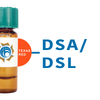 Datura stramonium Lectin (DSA/DSL) - Texas Red
