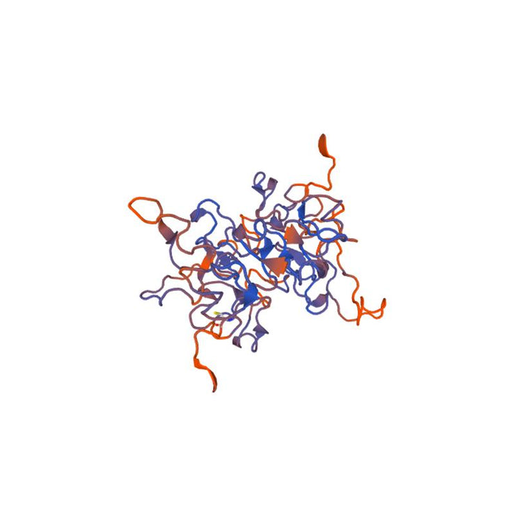 Datura stramonium Lectin (DSA/DSL) - Semi-Pure