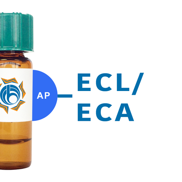 Erythrina cristagalli Lectin (ECL/ECA) - AP (Alkaline Phosphatase)