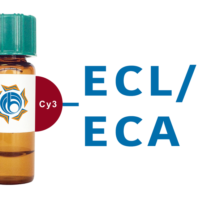 Erythrina cristagalli Lectin (ECL/ECA) - Cy3