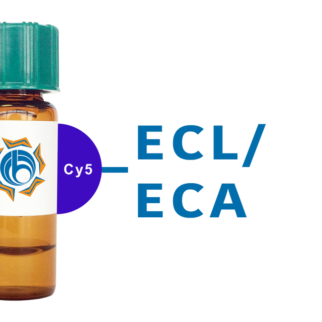 Erythrina cristagalli Lectin (ECL/ECA) - Cy5