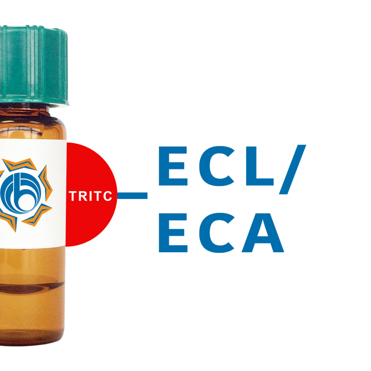 Erythrina cristagalli Lectin (ECL/ECA) - TRITC (Rhodamine)