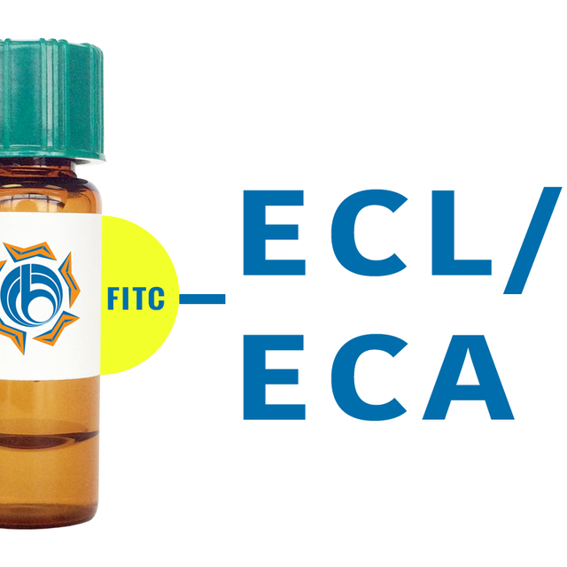 Erythrina cristagalli Lectin (ECL/ECA) - FITC (Fluorescein)