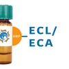 Erythrina cristagalli Lectin (ECL/ECA) - HRP (Horseradish Peroxidase)