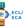 Erythrina cristagalli Lectin (ECL/ECA) - Separopore&reg; 4B