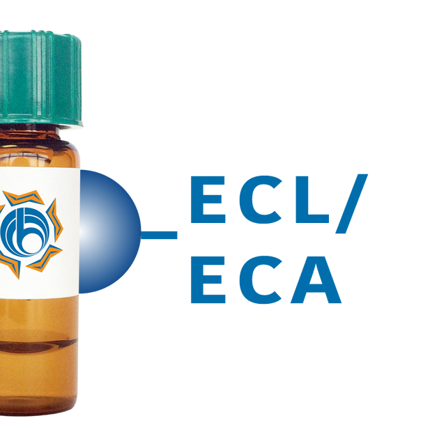 Erythrina cristagalli Lectin (ECL/ECA) - Separopore® 4B
