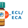 Erythrina cristagalli Lectin (ECL/ECA) - Texas Red