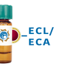 Erythrina cristagalli Lectin (ECL/ECA) - Colloidal Gold