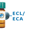 Erythrina cristagalli Lectin (ECL/ECA) - MagneZoom&trade;