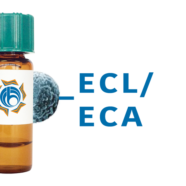 Erythrina cristagalli Lectin (ECL/ECA) - MagneZoom™