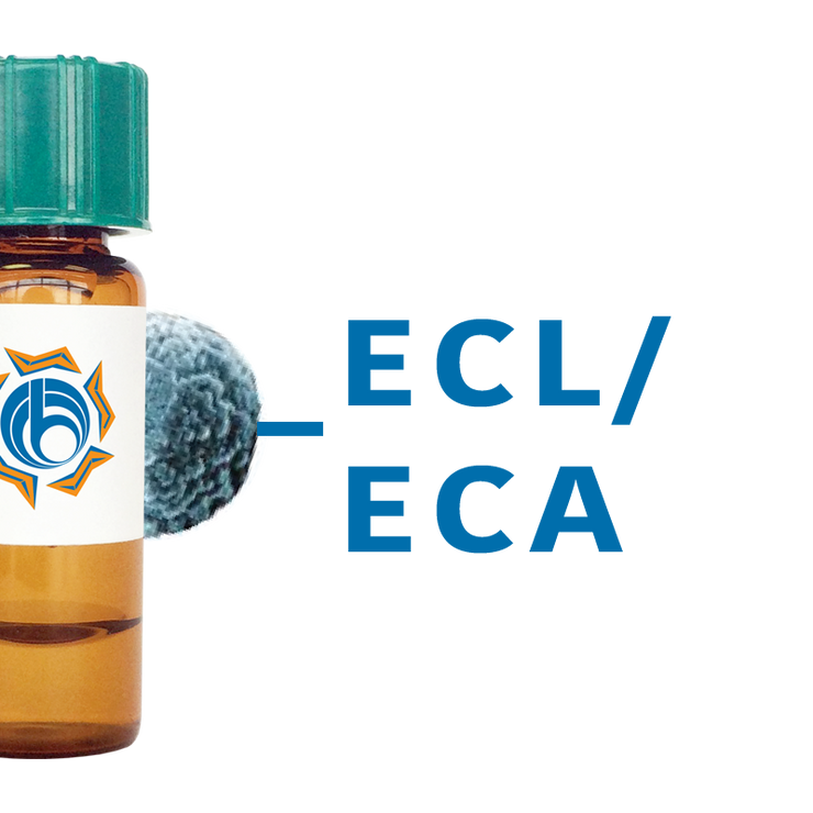 Erythrina cristagalli Lectin (ECL/ECA) - MagneZoom™