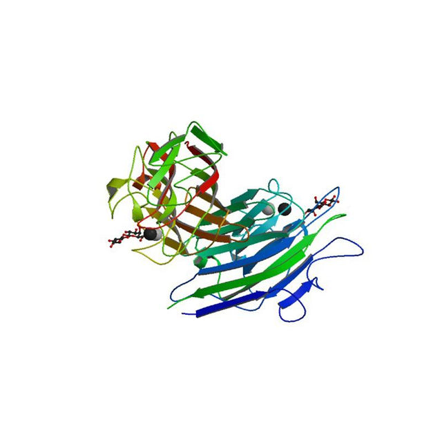 Erythrina cristagalli Lectin (ECL/ECA) - Semi-Pure