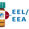 Euonymus europaeus Lectin (EEL/EEA) - Cy3