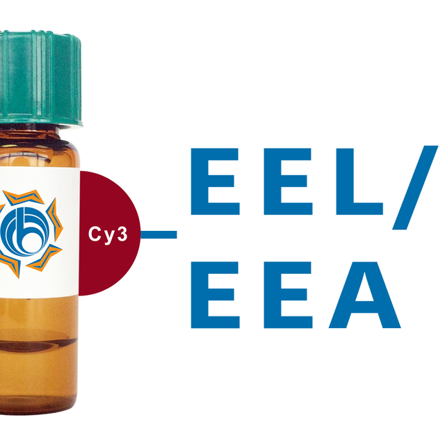 Euonymus europaeus Lectin (EEL/EEA) - Cy3