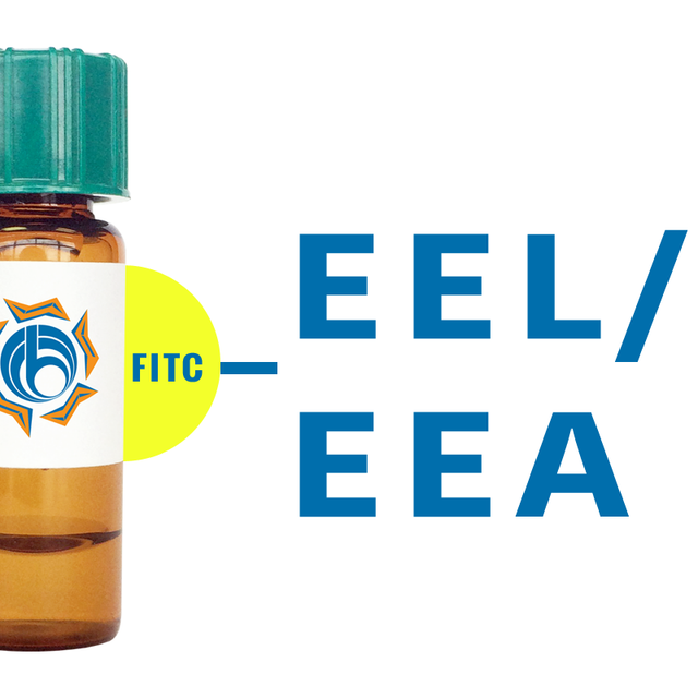 Euonymus europaeus Lectin (EEL/EEA) - FITC (Fluorescein)