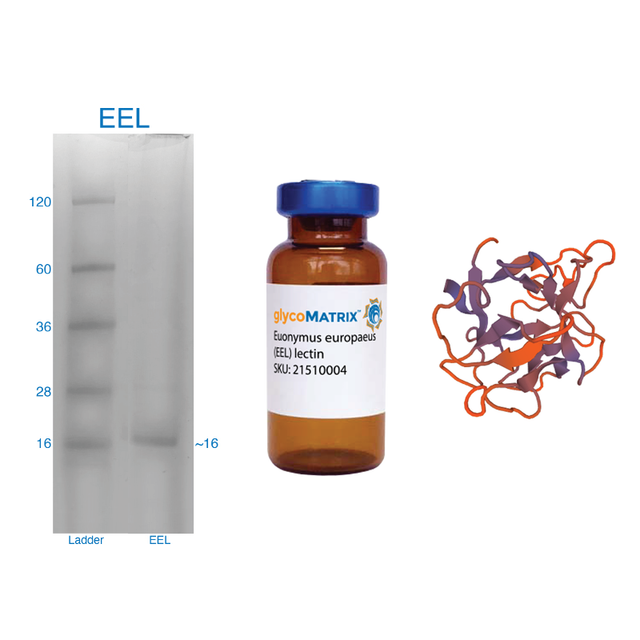 Euonymus europaeus Lectin (EEL/EEA) - Pure