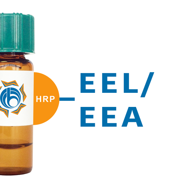 Euonymus europaeus Lectin (EEL/EEA) - HRP (Horseradish peroxidase)