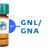 Galanthus nivalis Lectin (GNL/GNA) - AP (Alkaline Phosphatase)