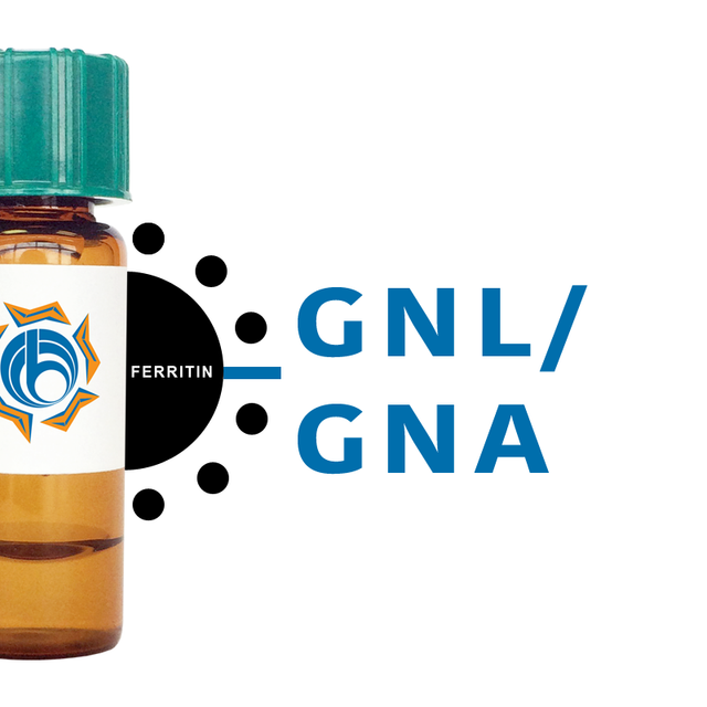 Galanthus nivalis Lectin (GNL/GNA) - Ferritin