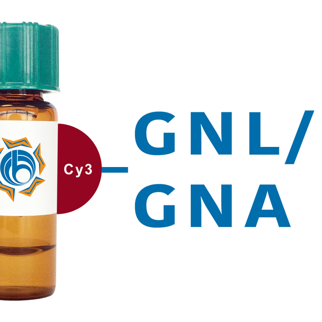 Galanthus nivalis Lectin (GNL/GNA) - Cy3