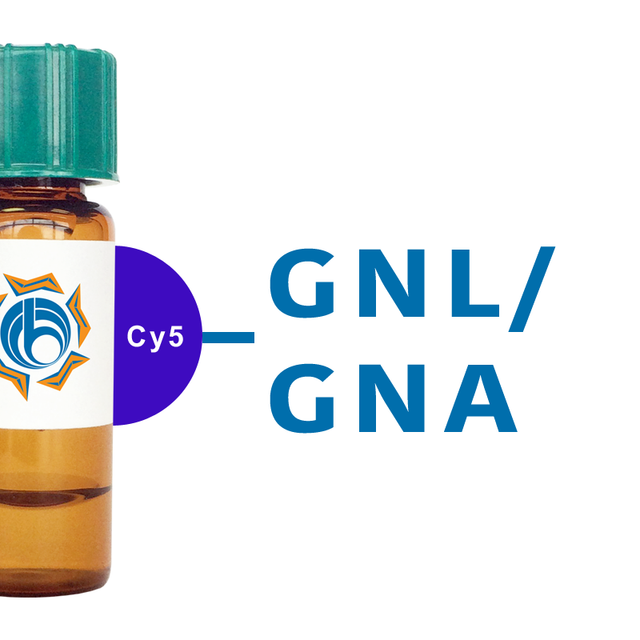 Galanthus nivalis Lectin (GNL/GNA) - Cy5