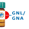 Galanthus nivalis Lectin (GNL/GNA) - TRITC (Rhodamine)