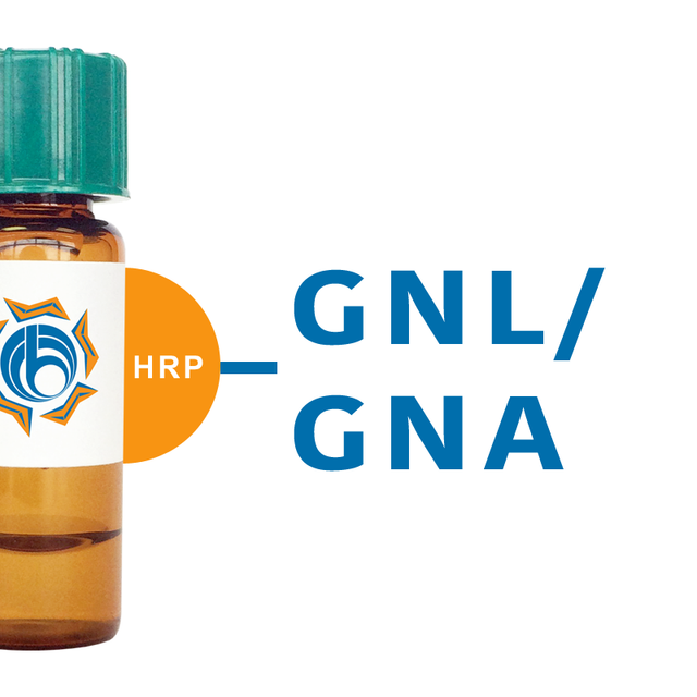 Galanthus nivalis Lectin (GNL/GNA) - HRP (Horseradish Peroxidase)