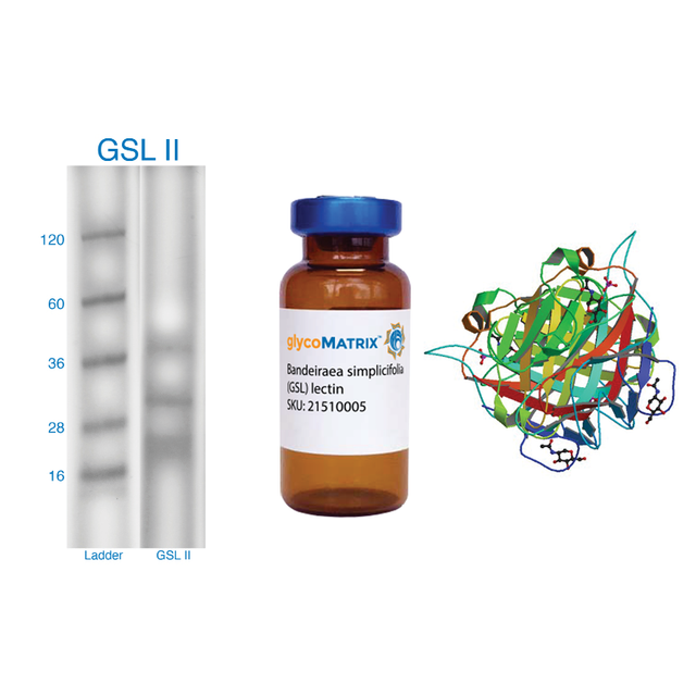 Griffonia simplicifolia Lectin (GSL II) - Pure