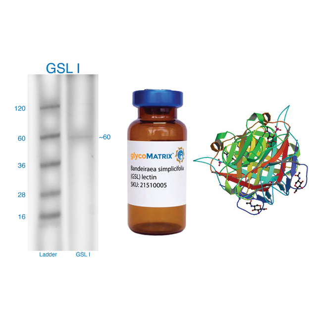 Griffonia simplicifolia Lectin (GSL I) - Pure