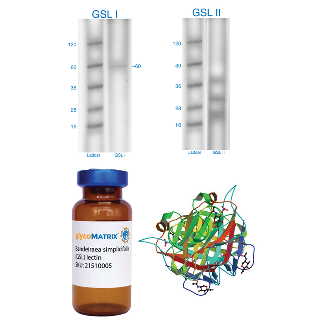 Griffonia simplicifolia Lectin (GSL I+II) - Pure