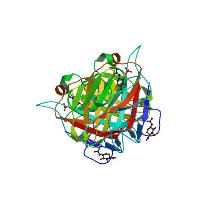 Griffonia simplicifolia Lectin (GSL I+II) - Semi-Pure